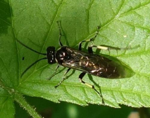 Réf. 180 732 : Macrophya (albicincta-alboannulata)